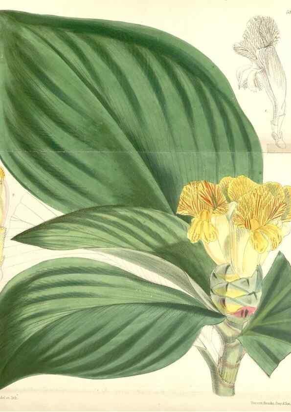 Reproducción/Reproduction 8393030150: Curtis's botanical magazine.. London ;New York [etc.] :Academic Press [etc.]
