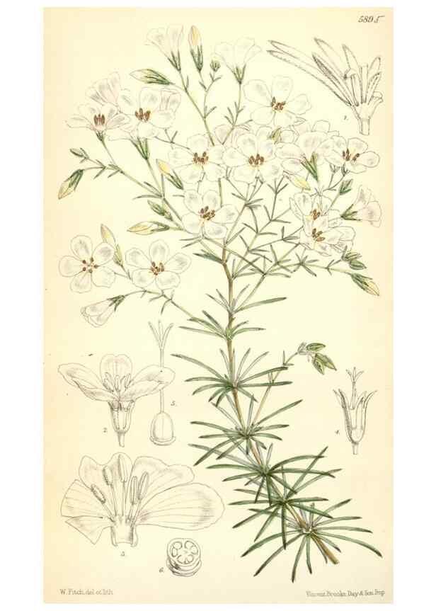 Reproducción/Reproduction 8391947873: Curtis's botanical magazine.. London ;New York [etc.] :Academic Press [etc.]