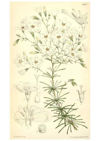Reproducción/Reproduction 8391947873: Curtis's botanical magazine.. London ;New York [etc.] :Academic Press [etc.]