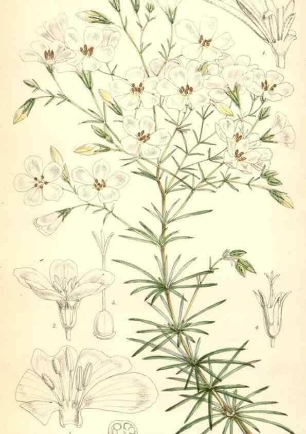 Reproducción/Reproduction 8391947873: Curtis's botanical magazine.. London ;New York [etc.] :Academic Press [etc.]