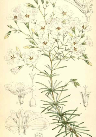 Reproducción/Reproduction 8391947873: Curtis's botanical magazine.. London ;New York [etc.] :Academic Press [etc.]