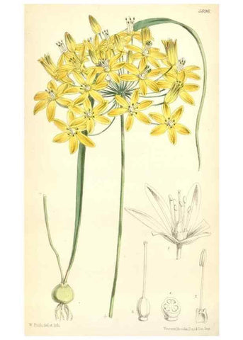 Reproducción/Reproduction 8393031468: Curtis's botanical magazine.. London ;New York [etc.] :Academic Press [etc.]