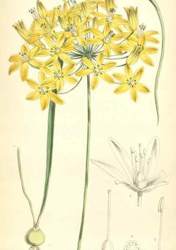 Reproducción/Reproduction 8393031468: Curtis's botanical magazine.. London ;New York [etc.] :Academic Press [etc.]