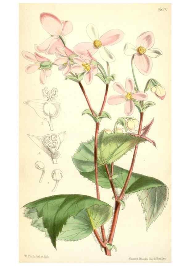 Reproducción/Reproduction 8391949399: Curtis's botanical magazine.. London ;New York [etc.] :Academic Press [etc.]