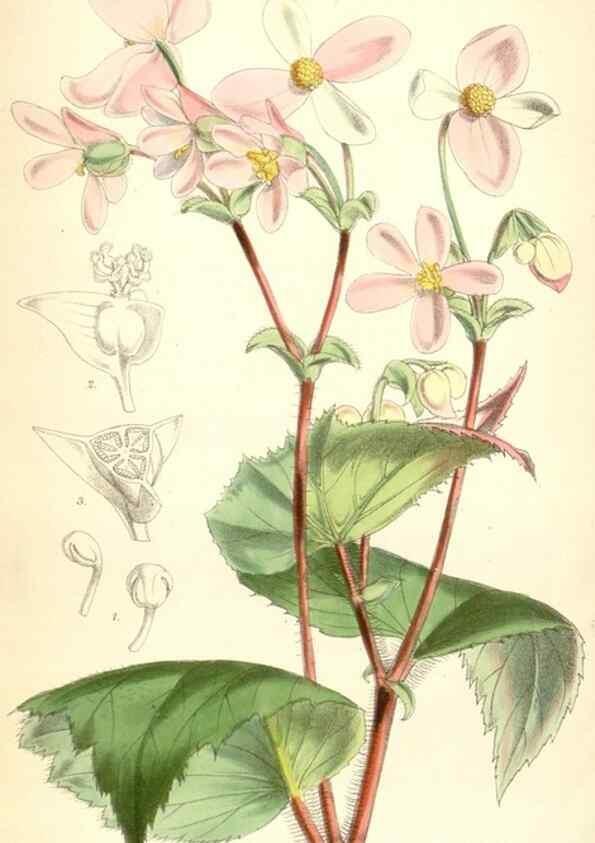 Reproducción/Reproduction 8391949399: Curtis's botanical magazine.. London ;New York [etc.] :Academic Press [etc.]