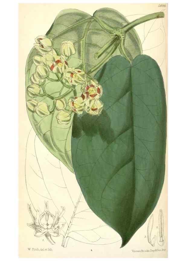 Reproducción/Reproduction 8393033098: Curtis's botanical magazine.. London ;New York [etc.] :Academic Press [etc.]