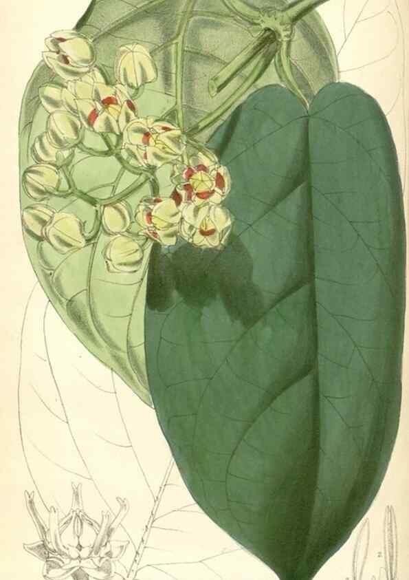 Reproducción/Reproduction 8393033098: Curtis's botanical magazine.. London ;New York [etc.] :Academic Press [etc.]
