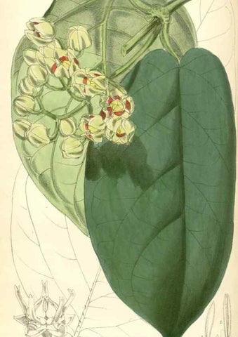 Reproducción/Reproduction 8393033098: Curtis's botanical magazine.. London ;New York [etc.] :Academic Press [etc.]