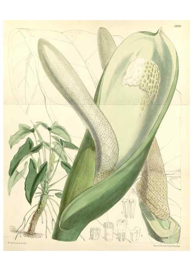 Reproducción/Reproduction 8391950641: Curtis's botanical magazine.. London ;New York [etc.] :Academic Press [etc.]