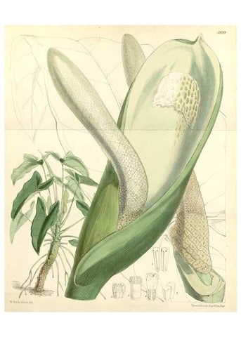 Reproducción/Reproduction 8391950641: Curtis's botanical magazine.. London ;New York [etc.] :Academic Press [etc.]