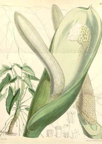 Reproducción/Reproduction 8391950641: Curtis's botanical magazine.. London ;New York [etc.] :Academic Press [etc.]