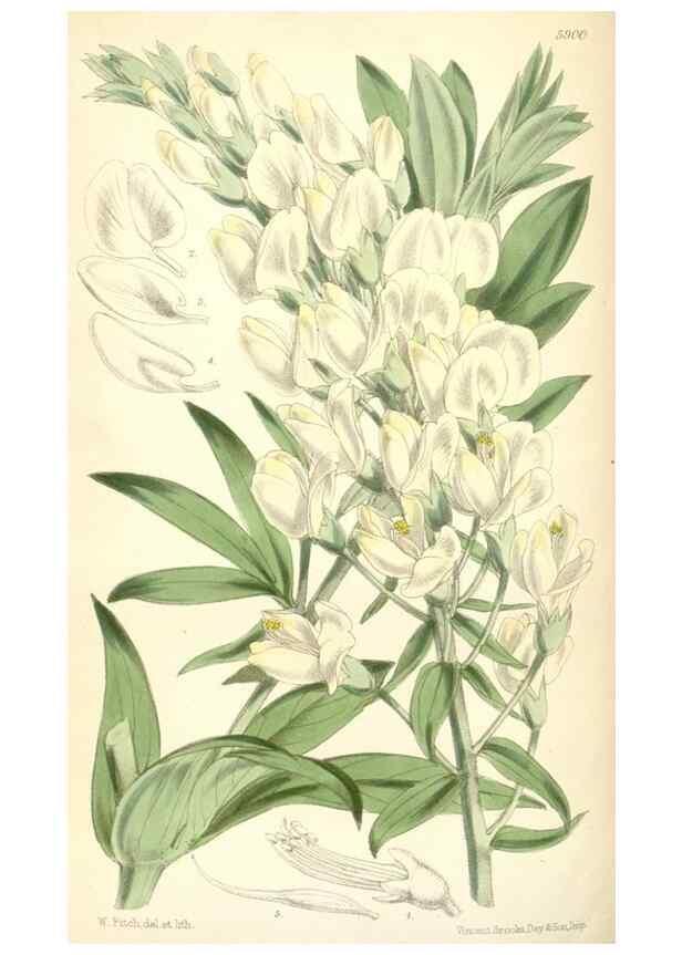 Reproducción/Reproduction 8391951535: Curtis's botanical magazine.. London ;New York [etc.] :Academic Press [etc.]