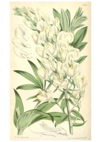 Reproducción/Reproduction 8391951535: Curtis's botanical magazine.. London ;New York [etc.] :Academic Press [etc.]
