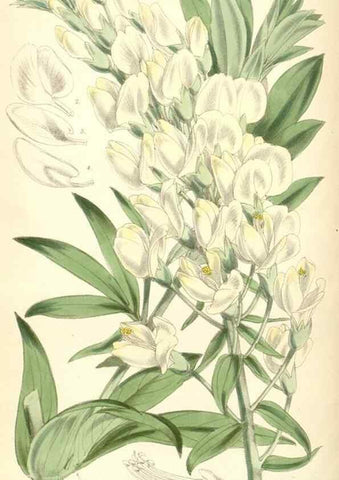 Reproducción/Reproduction 8391951535: Curtis's botanical magazine.. London ;New York [etc.] :Academic Press [etc.]