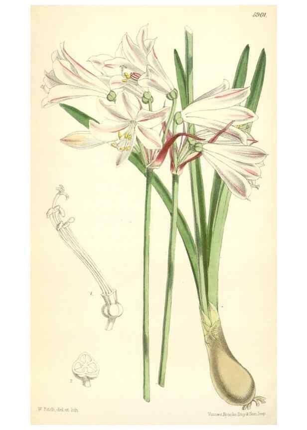 Reproducción/Reproduction 8391952121: Curtis's botanical magazine.. London ;New York [etc.] :Academic Press [etc.]