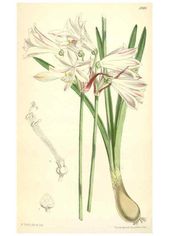 Reproducción/Reproduction 8391952121: Curtis's botanical magazine.. London ;New York [etc.] :Academic Press [etc.]