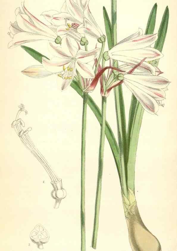Reproducción/Reproduction 8391952121: Curtis's botanical magazine.. London ;New York [etc.] :Academic Press [etc.]
