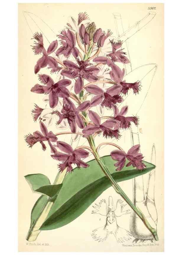 Reproducción/Reproduction 8391952991: Curtis's botanical magazine.. London ;New York [etc.] :Academic Press [etc.]