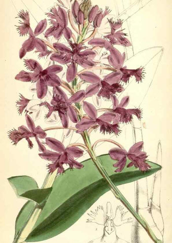 Reproducción/Reproduction 8391952991: Curtis's botanical magazine.. London ;New York [etc.] :Academic Press [etc.]