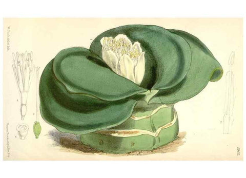 Reproducción/Reproduction 8393036472: Curtis's botanical magazine.. London ;New York [etc.] :Academic Press [etc.]