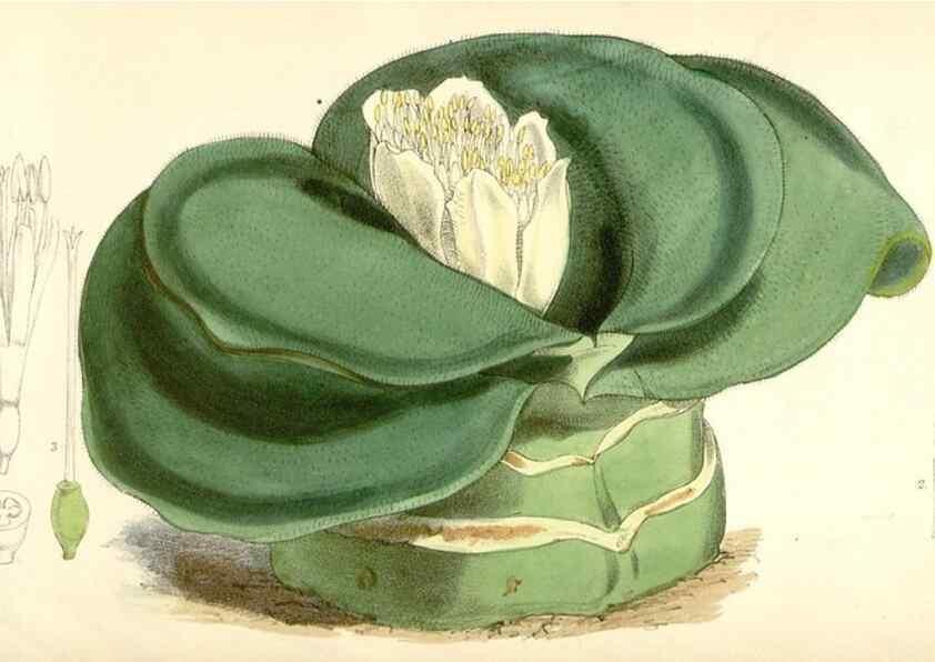 Reproducción/Reproduction 8393036472: Curtis's botanical magazine.. London ;New York [etc.] :Academic Press [etc.]