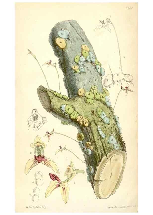 Reproducción/Reproduction 8391954105: Curtis's botanical magazine.. London ;New York [etc.] :Academic Press [etc.]
