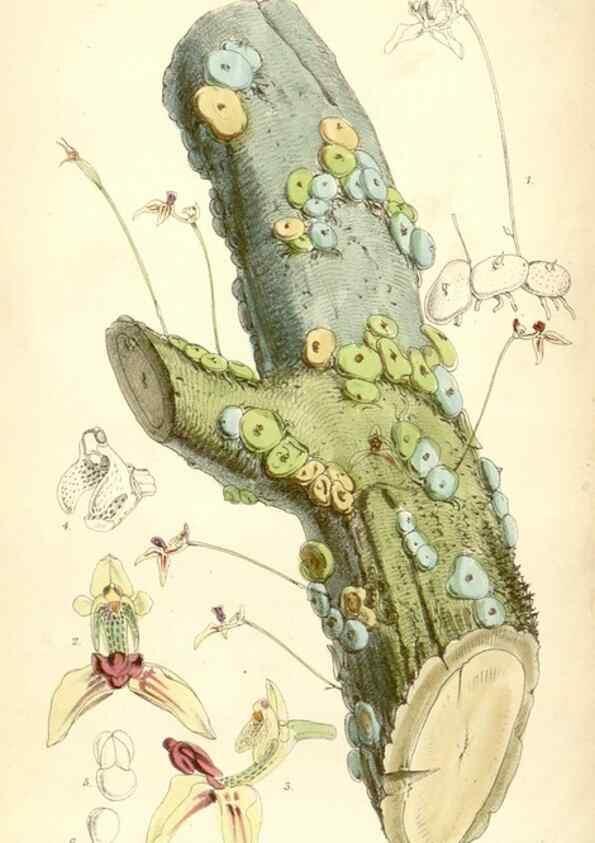 Reproducción/Reproduction 8391954105: Curtis's botanical magazine.. London ;New York [etc.] :Academic Press [etc.]