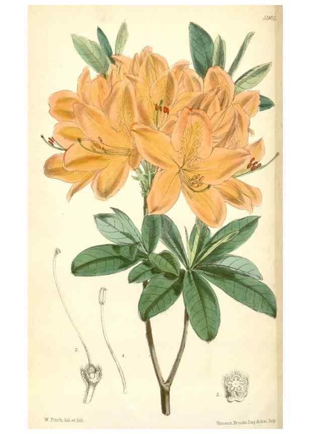 Reproducción/Reproduction 8393038260: Curtis's botanical magazine.. London ;New York [etc.] :Academic Press [etc.]