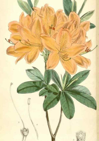 Reproducción/Reproduction 8393038260: Curtis's botanical magazine.. London ;New York [etc.] :Academic Press [etc.]