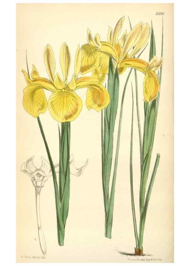 Reproducción/Reproduction 8391944067: Curtis's botanical magazine.. London ;New York [etc.] :Academic Press [etc.]