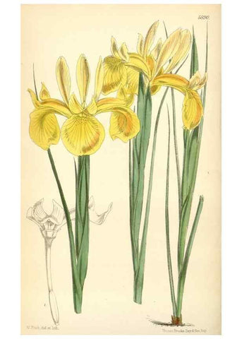 Reproducción/Reproduction 8391944067: Curtis's botanical magazine.. London ;New York [etc.] :Academic Press [etc.]