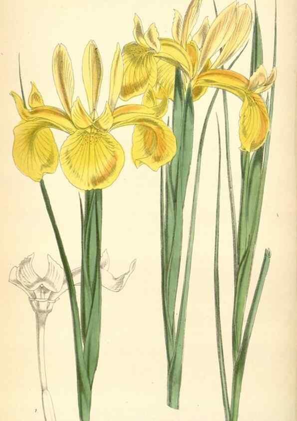 Reproducción/Reproduction 8391944067: Curtis's botanical magazine.. London ;New York [etc.] :Academic Press [etc.]