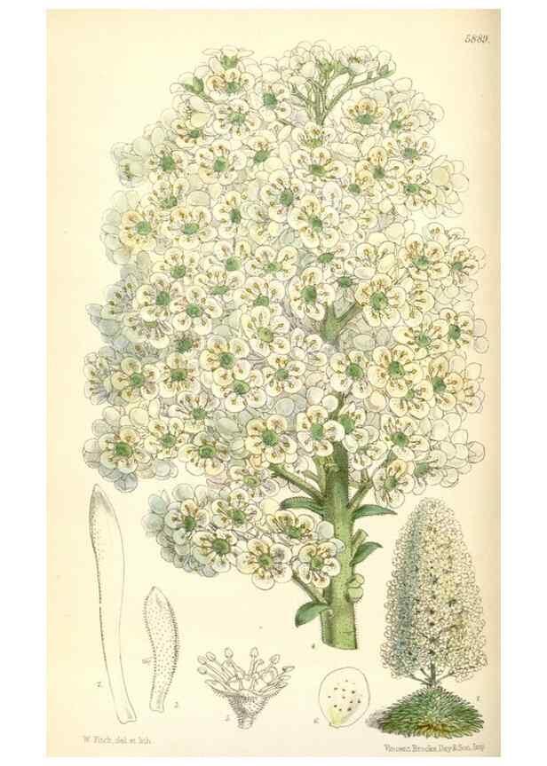 Reproducción/Reproduction 8391943399: Curtis's botanical magazine.. London ;New York [etc.] :Academic Press [etc.]