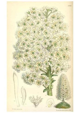 Reproducción/Reproduction 8391943399: Curtis's botanical magazine.. London ;New York [etc.] :Academic Press [etc.]