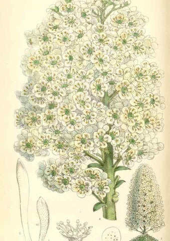Reproducción/Reproduction 8391943399: Curtis's botanical magazine.. London ;New York [etc.] :Academic Press [etc.]