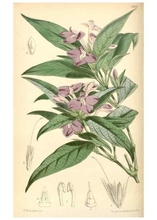 Reproducción/Reproduction 8391942649: Curtis's botanical magazine.. London ;New York [etc.] :Academic Press [etc.]