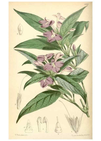 Reproducción/Reproduction 8391942649: Curtis's botanical magazine.. London ;New York [etc.] :Academic Press [etc.]