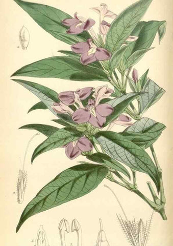 Reproducción/Reproduction 8391942649: Curtis's botanical magazine.. London ;New York [etc.] :Academic Press [etc.]