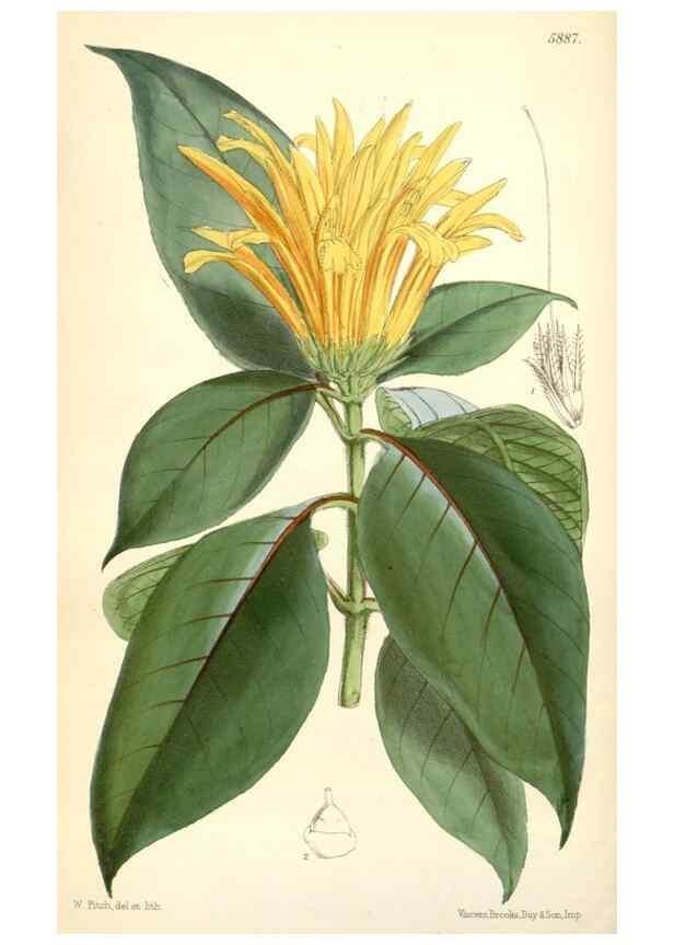 Reproducción/Reproduction 8393024760: Curtis's botanical magazine.. London ;New York [etc.] :Academic Press [etc.]