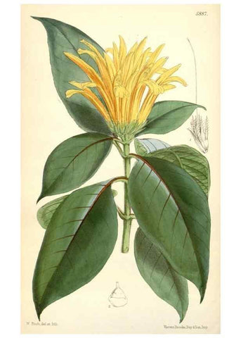 Reproducción/Reproduction 8393024760: Curtis's botanical magazine.. London ;New York [etc.] :Academic Press [etc.]