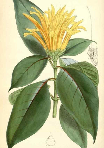 Reproducción/Reproduction 8393024760: Curtis's botanical magazine.. London ;New York [etc.] :Academic Press [etc.]