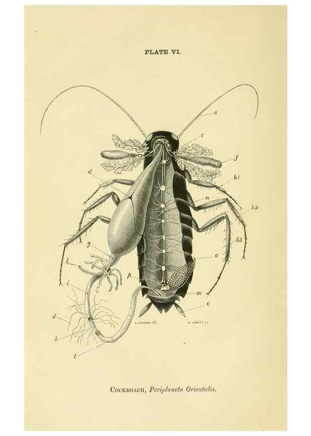 Reproducción/Reproduction 8391355745: Forms of animal life;. Oxford,Clarendon press,1870.