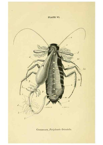 Reproducción/Reproduction 8391355745: Forms of animal life;. Oxford,Clarendon press,1870.