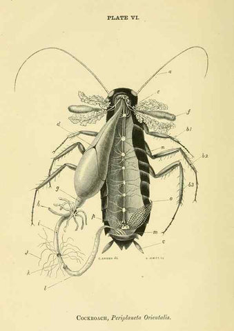 Reproducción/Reproduction 8391355745: Forms of animal life;. Oxford,Clarendon press,1870.