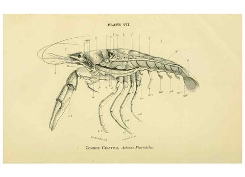 Reproducción/Reproduction 8392440918: Forms of animal life;. Oxford,Clarendon press,1870.