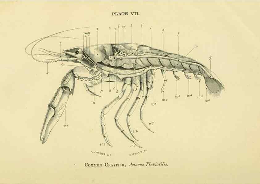 Reproducción/Reproduction 8392440918: Forms of animal life;. Oxford,Clarendon press,1870.
