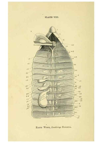 Reproducción/Reproduction 8391356519: Forms of animal life;. Oxford,Clarendon press,1870.