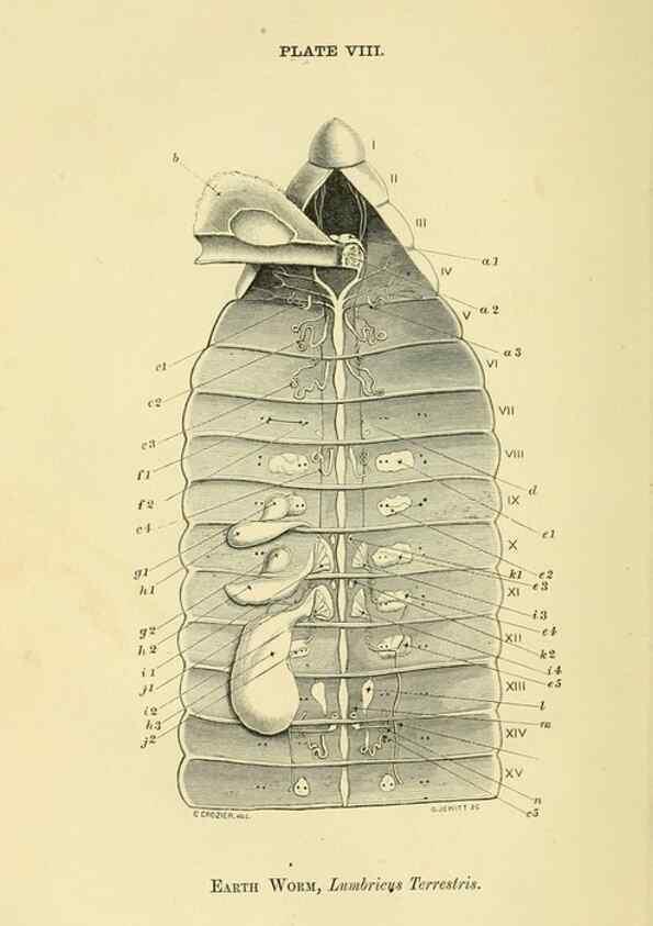 Reproducción/Reproduction 8391356519: Forms of animal life;. Oxford,Clarendon press,1870.