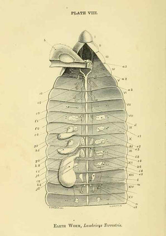 Reproducción/Reproduction 8391356519: Forms of animal life;. Oxford,Clarendon press,1870.