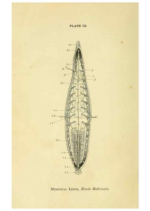 Reproducción/Reproduction 8391356895: Forms of animal life;. Oxford,Clarendon press,1870.